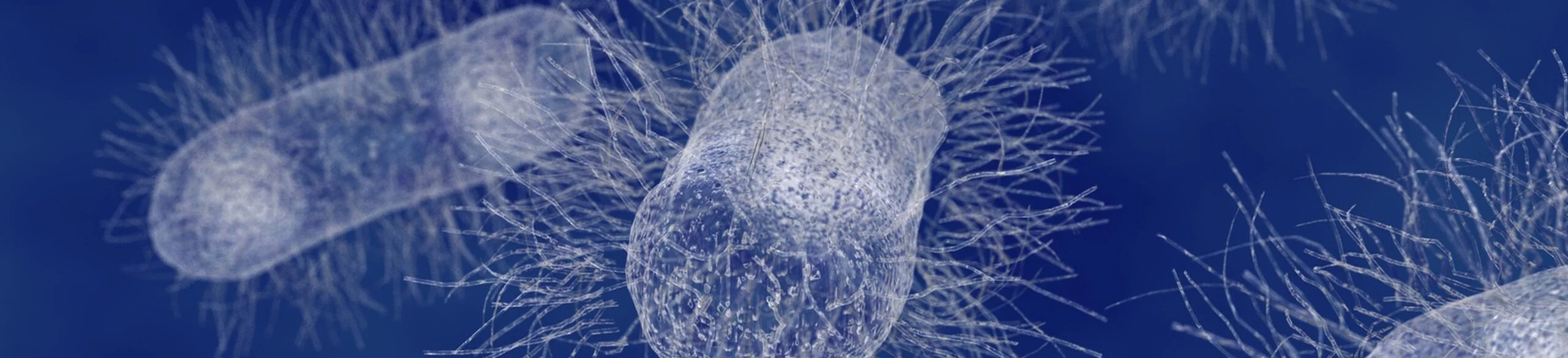 Abbildung eines Darmbakteriums unter dem Mikroskop